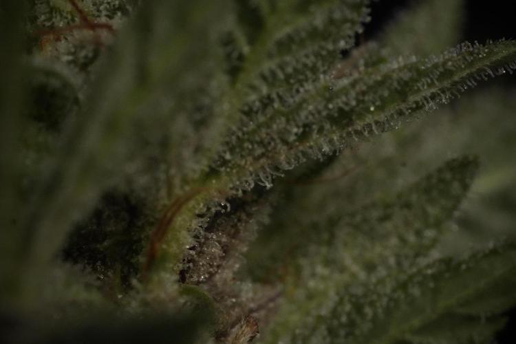 Animal Mints-Legends of the Frozen North. Week 13 - Animal Mints No veg 12-12 from seed