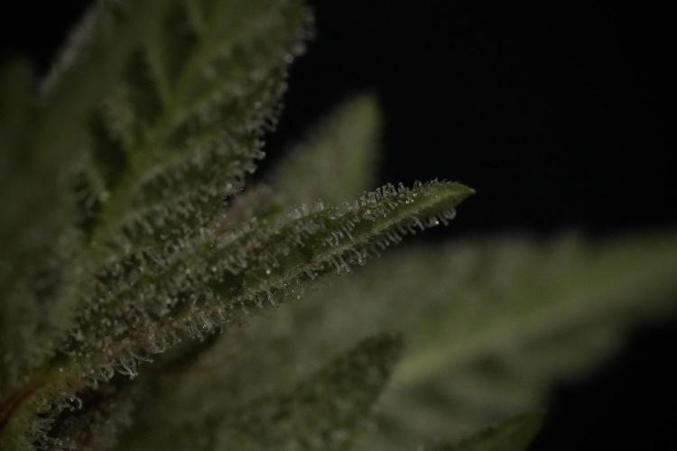 Animal Mints-Legends of the Frozen North. Week 13 - Animal Mints No veg 12-12 from seed