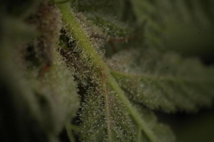 Animal Mints-Legends of the Frozen North. Week 13 - Animal Mints No veg 12-12 from seed