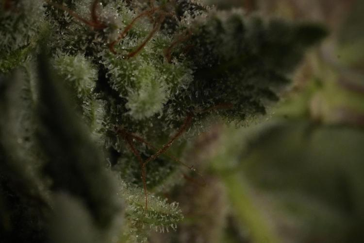 Animal Mints-Legends of the Frozen North. Week 13 - Animal Mints No veg 12-12 from seed