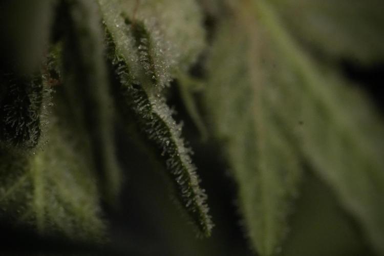 Animal Mints-Legends of the Frozen North. Week 13 - Animal Mints No veg 12-12 from seed