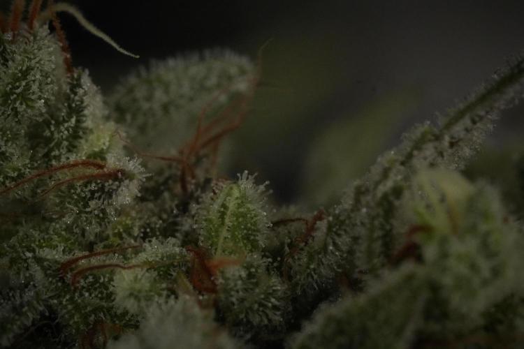 Animal Mints-Legends of the Frozen North. Week 13 - Animal Mints No veg 12-12 from seed