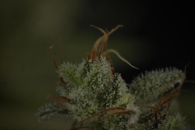 Animal Mints-Legends of the Frozen North. Week 13 - Animal Mints No veg 12-12 from seed