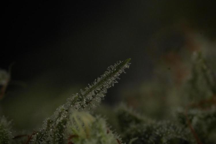 Animal Mints-Legends of the Frozen North. Week 13 - Animal Mints No veg 12-12 from seed