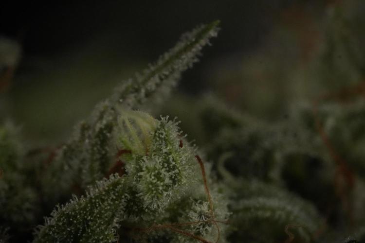 Animal Mints-Legends of the Frozen North. Week 13 - Animal Mints No veg 12-12 from seed