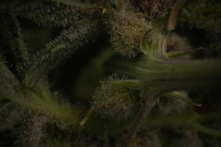 Animal Mints-Legends of the Frozen North. Week 13 - Animal Mints No veg 12-12 from seed
