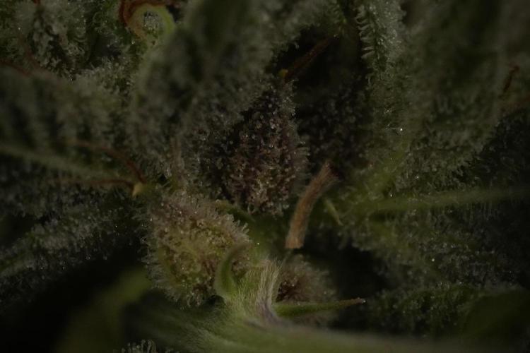 Animal Mints-Legends of the Frozen North. Week 13 - Animal Mints No veg 12-12 from seed