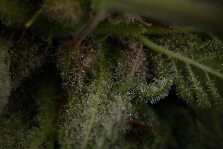 Animal Mints-Legends of the Frozen North. Week 13 - Animal Mints No veg 12-12 from seed