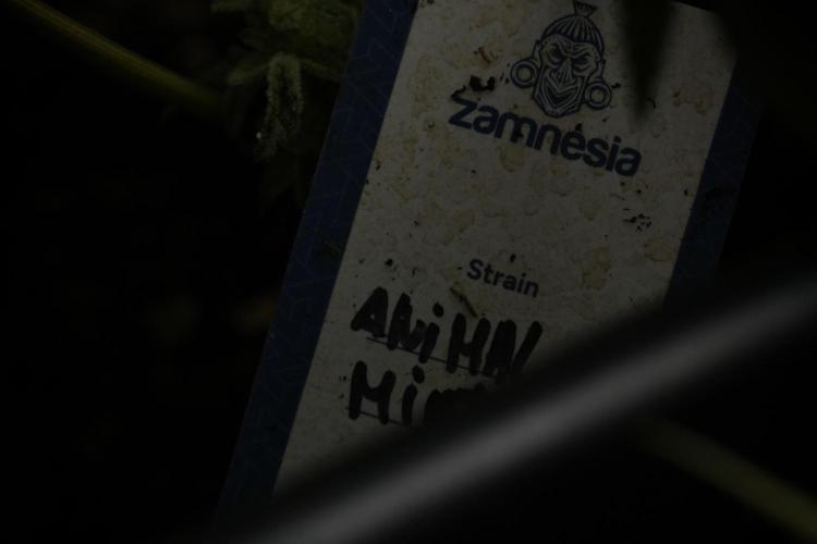 Animal Mints-Legends of the Frozen North. Week 13 - Animal Mints No veg 12-12 from seed