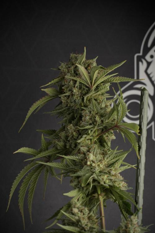 Animal Mints-Legends of the Frozen North. Week 13 - Animal Mints No veg 12-12 from seed