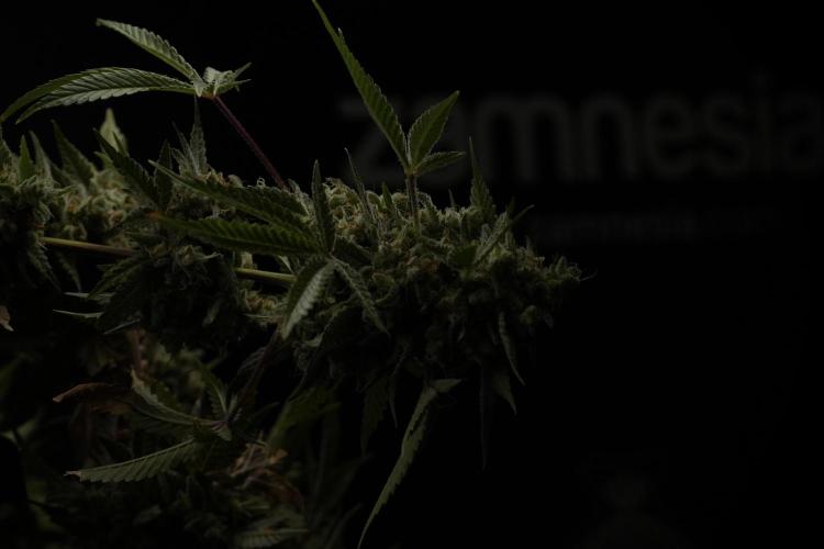 Animal Mints-Legends of the Frozen North. Week 13 - Animal Mints No veg 12-12 from seed
