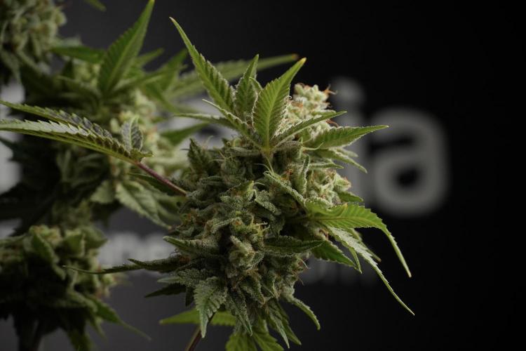 Animal Mints-Legends of the Frozen North. Week 13 - Animal Mints No veg 12-12 from seed