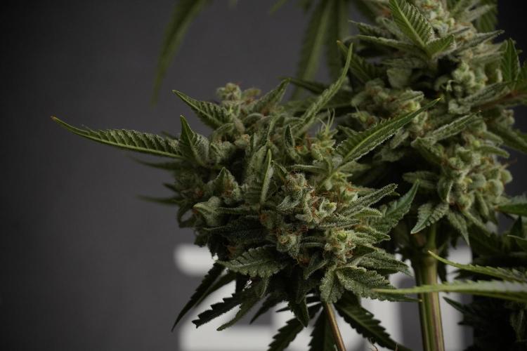 Animal Mints-Legends of the Frozen North. Week 13 - Animal Mints No veg 12-12 from seed