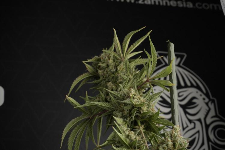 Animal Mints-Legends of the Frozen North. Week 13 - Animal Mints No veg 12-12 from seed