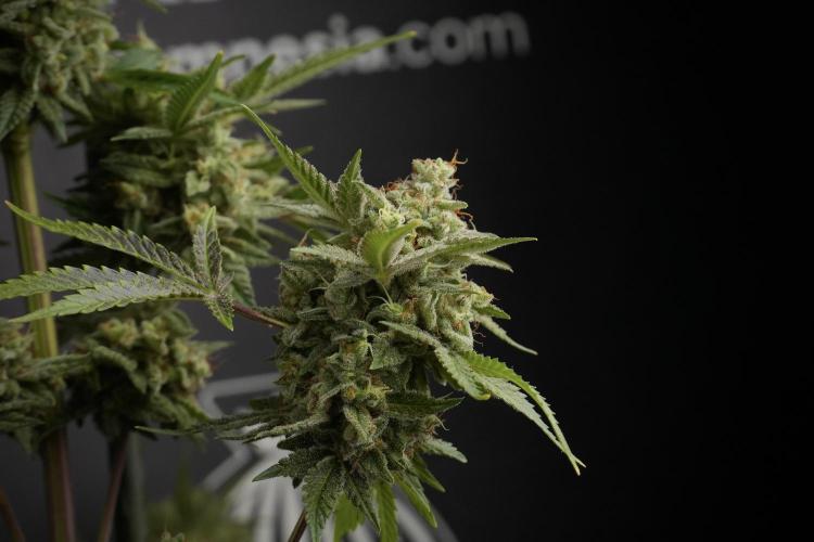 Animal Mints-Legends of the Frozen North. Week 13 - Animal Mints No veg 12-12 from seed