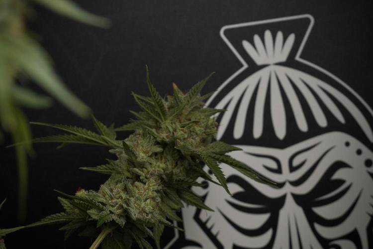 Animal Mints-Legends of the Frozen North. Week 13 - Animal Mints No veg 12-12 from seed