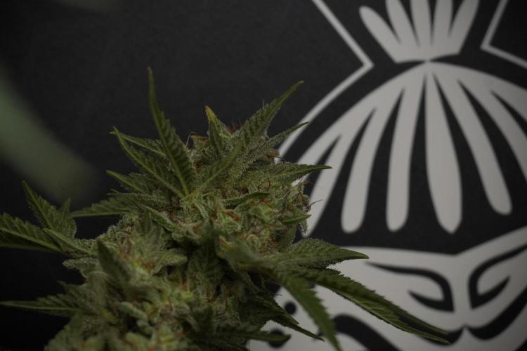 Animal Mints-Legends of the Frozen North. Week 13 - Animal Mints No veg 12-12 from seed