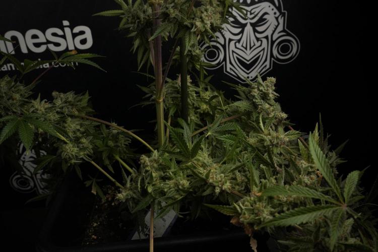 Animal Mints-Legends of the Frozen North. Week 13 - Animal Mints No veg 12-12 from seed
