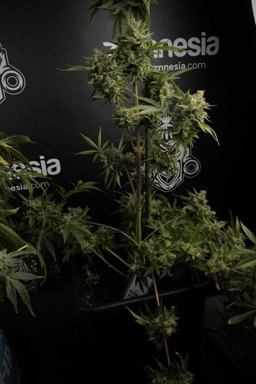 Animal Mints-Legends of the Frozen North. Week 13 - Animal Mints No veg 12-12 from seed