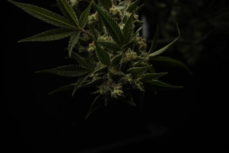 Animal Mints-Legends of the Frozen North. Week 13 - Animal Mints No veg 12-12 from seed