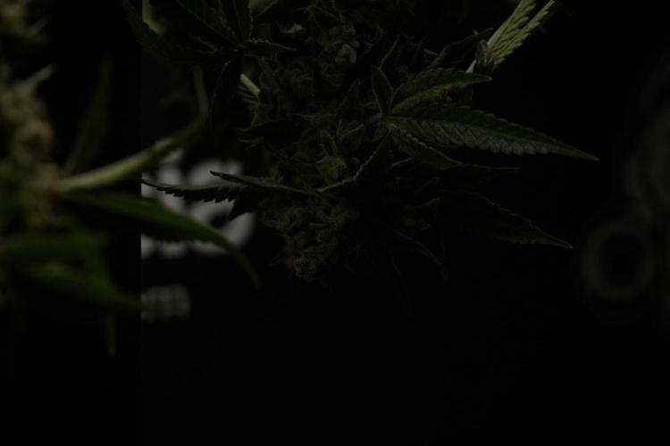 Animal Mints-Legends of the Frozen North. Week 13 - Animal Mints No veg 12-12 from seed