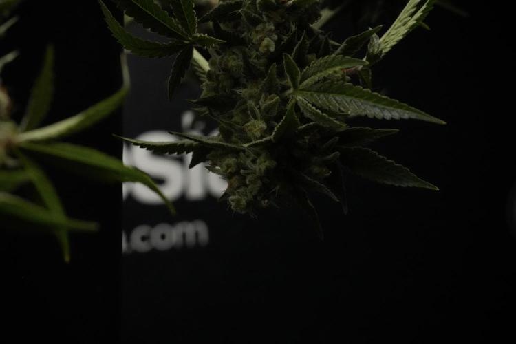 Animal Mints-Legends of the Frozen North. Week 13 - Animal Mints No veg 12-12 from seed