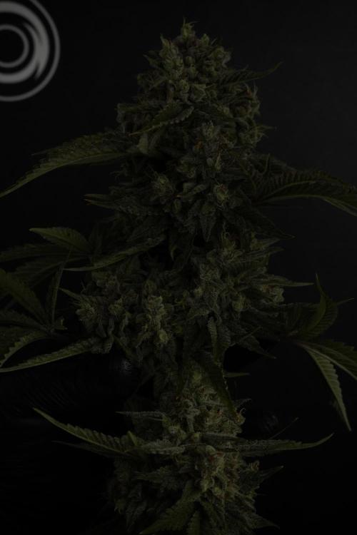Animal Mints-Legends of the Frozen North. Week 13 - Animal Mints No veg 12-12 from seed