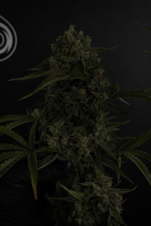 Animal Mints-Legends of the Frozen North. Week 13 - Animal Mints No veg 12-12 from seed