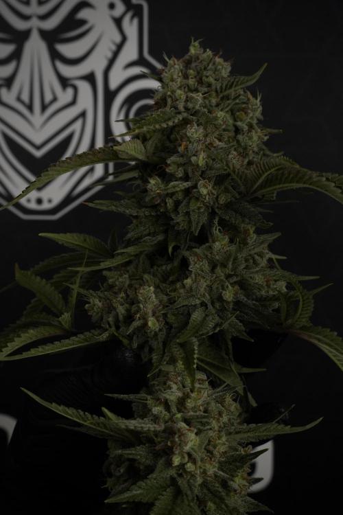 Animal Mints-Legends of the Frozen North. Week 13 - Animal Mints No veg 12-12 from seed