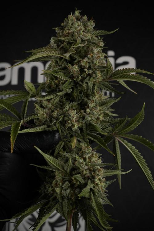 Animal Mints-Legends of the Frozen North. Week 13 - Animal Mints No veg 12-12 from seed