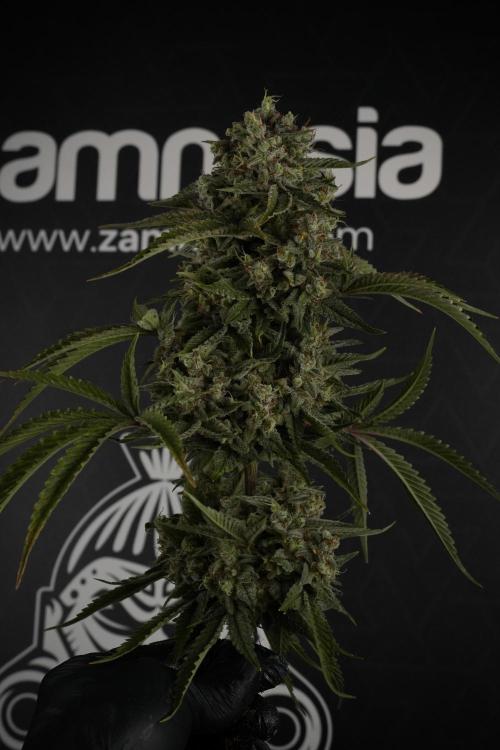 Animal Mints-Legends of the Frozen North. Week 13 - Animal Mints No veg 12-12 from seed