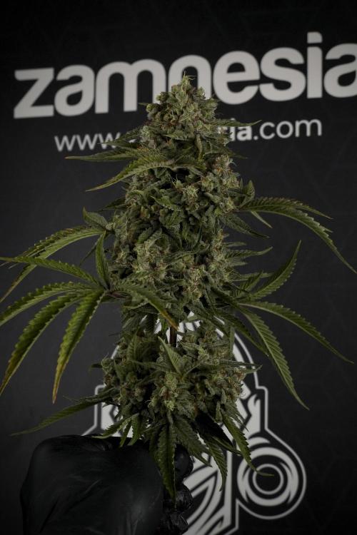 Animal Mints-Legends of the Frozen North. Week 13 - Animal Mints No veg 12-12 from seed