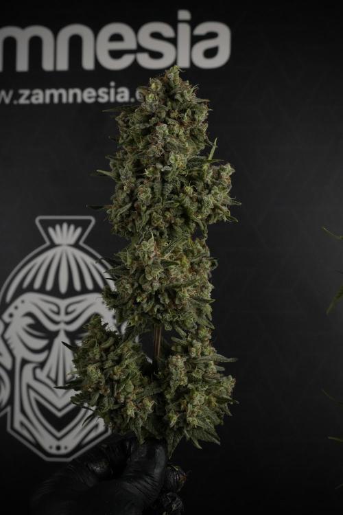 Animal Mints-Legends of the Frozen North. Week 13 - Animal Mints No veg 12-12 from seed