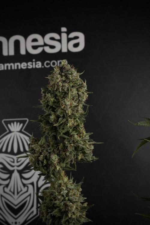 Animal Mints-Legends of the Frozen North. Week 13 - Animal Mints No veg 12-12 from seed