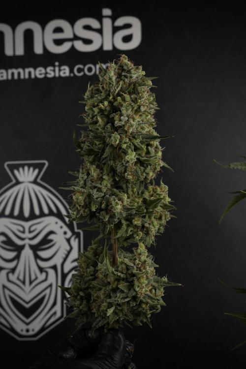 Animal Mints-Legends of the Frozen North. Week 13 - Animal Mints No veg 12-12 from seed