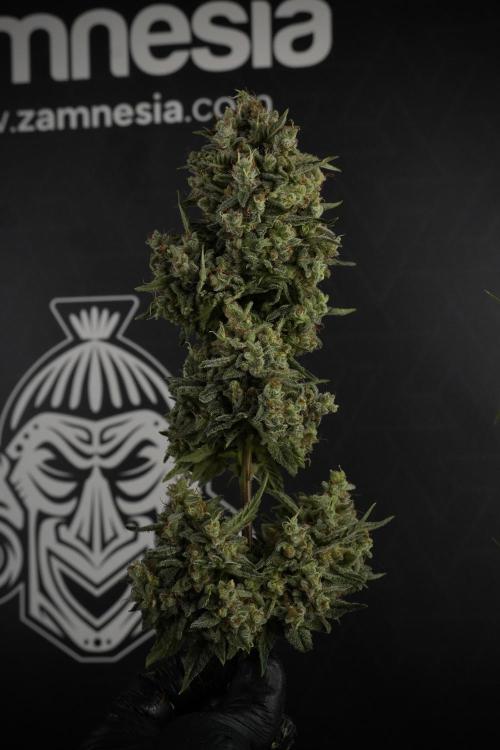 Animal Mints-Legends of the Frozen North. Week 13 - Animal Mints No veg 12-12 from seed