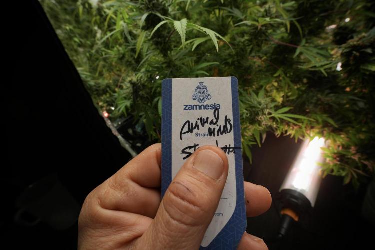 Animal Mints-Legends of the Frozen North. Week 13 - Animal Mints No veg 12-12 from seed