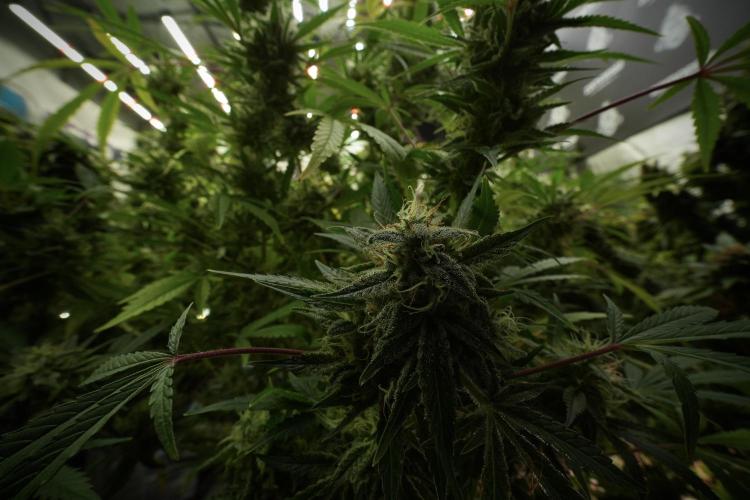 Animal Mints-Legends of the Frozen North. Week 13 - Animal Mints No veg 12-12 from seed