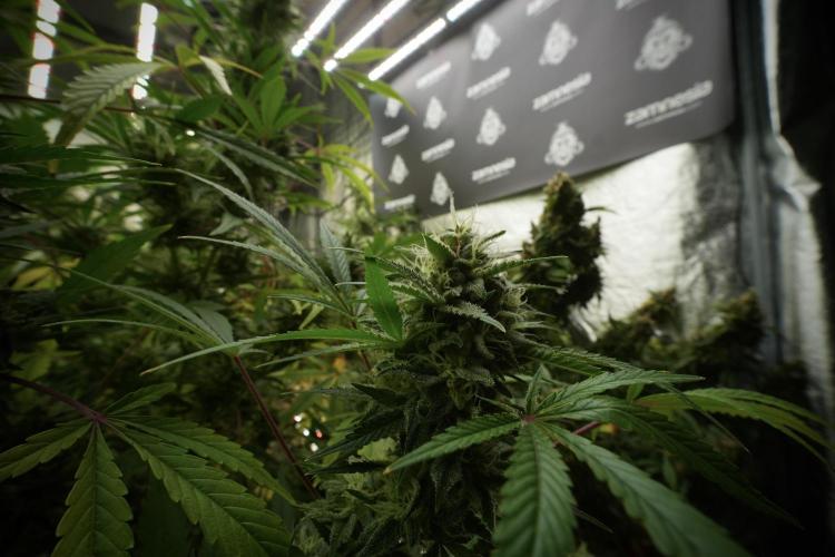 Animal Mints-Legends of the Frozen North. Week 13 - Animal Mints No veg 12-12 from seed