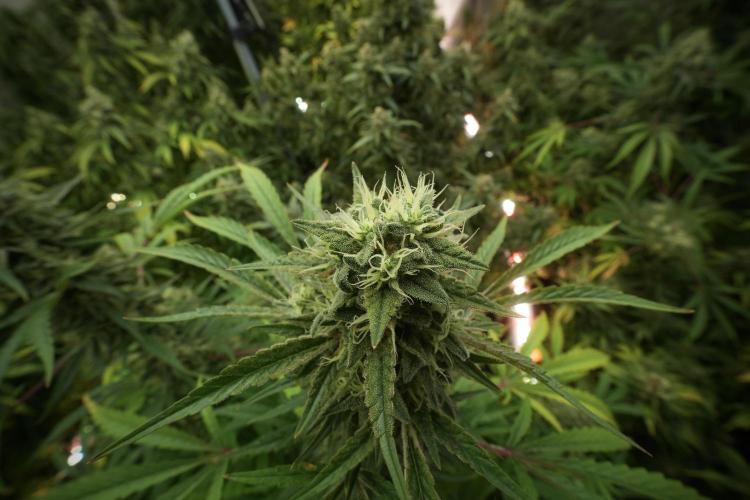 Animal Mints-Legends of the Frozen North. Week 13 - Animal Mints No veg 12-12 from seed