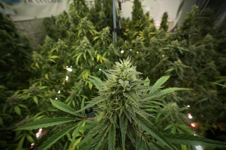 Animal Mints-Legends of the Frozen North. Week 13 - Animal Mints No veg 12-12 from seed