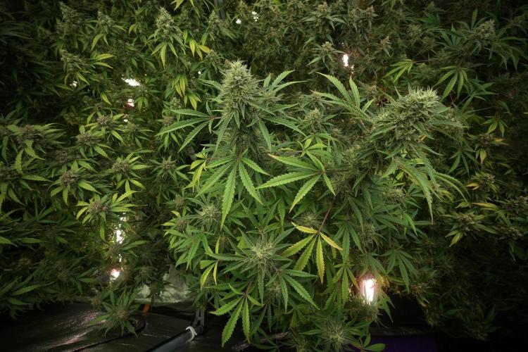 Animal Mints-Legends of the Frozen North. Week 13 - Animal Mints No veg 12-12 from seed