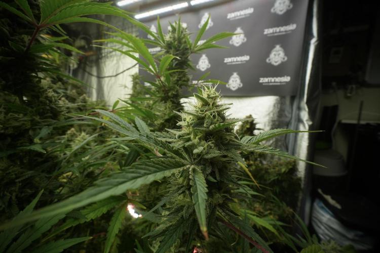 Animal Mints-Legends of the Frozen North. Week 13 - Animal Mints No veg 12-12 from seed