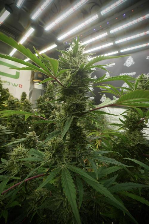 Animal Mints-Legends of the Frozen North. Week 13 - Animal Mints No veg 12-12 from seed