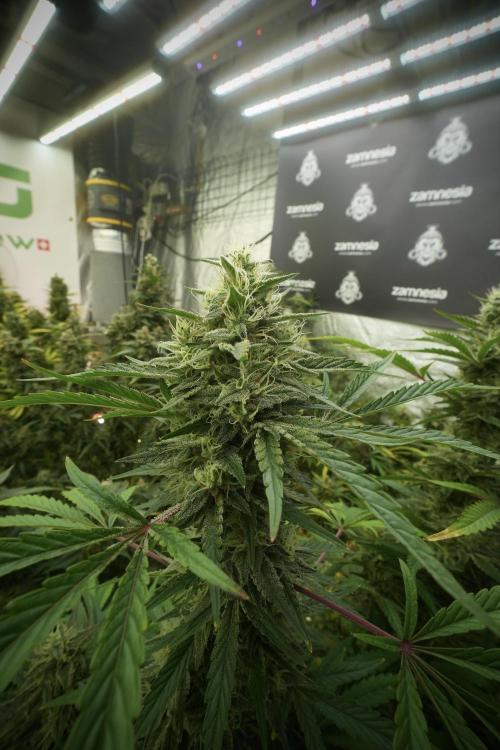 Animal Mints-Legends of the Frozen North. Week 13 - Animal Mints No veg 12-12 from seed