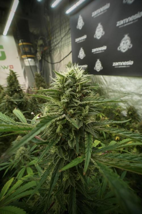 Animal Mints-Legends of the Frozen North. Week 13 - Animal Mints No veg 12-12 from seed