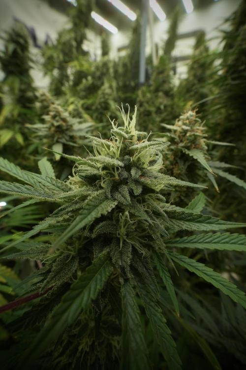 Animal Mints-Legends of the Frozen North. Week 13 - Animal Mints No veg 12-12 from seed