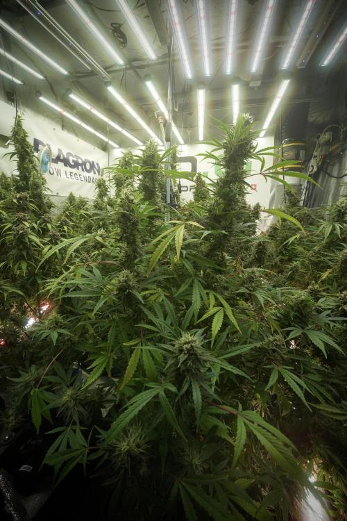 Animal Mints-Legends of the Frozen North. Week 13 - Animal Mints No veg 12-12 from seed