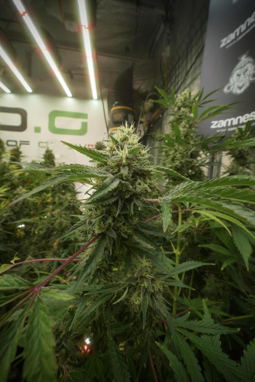 Animal Mints-Legends of the Frozen North. Week 13 - Animal Mints No veg 12-12 from seed