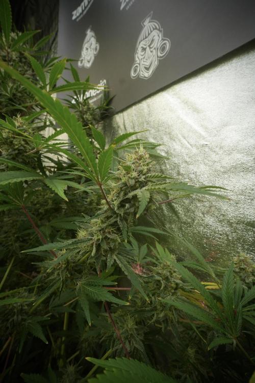 Animal Mints-Legends of the Frozen North. Week 13 - Animal Mints No veg 12-12 from seed